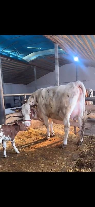 Inəklər, öküzlər: Südlük inək və buzov - Cins: alaca (şəkillərdə qırmızı-alaca rəngli) — 9