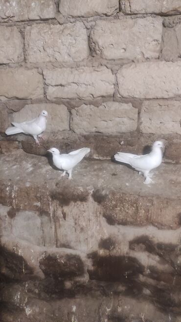 xacmazda satilan inekler: Salam, 3 ədəd Göyərçin satılır. Biri mayadı, qalan ikisini bilmirəm lalafo.az -da xacmazda satilan inekler: Salam, 3 ədəd Göyərçin satılır. Biri mayadı, qalan ikisini bilmirəm