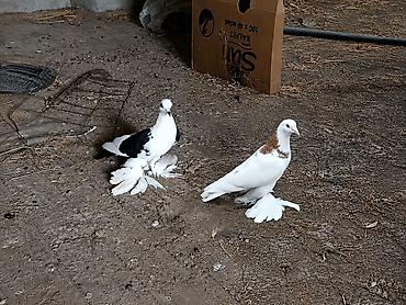 gəncə toyuq satan: Erkek Mayadi iri lələklidiler tam sağlam quşlardi — 1