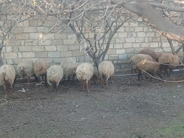 Qoyunlar, qoçlar: Məhsul: Qoyun sürüsü ana bala heyvanlardlr.icinde qocda var.hamlsl — 4