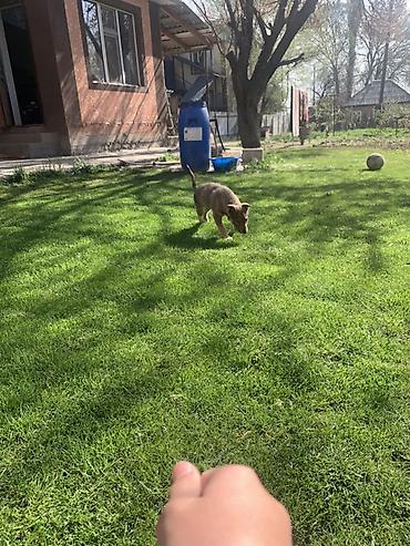 Продажа собак: Лайка, 3 месяца, Самец — 10