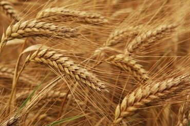 песка блок цена в Кыргызстан | КАМЕНЩИКИ, КЛАДЧИКИ: Озимая пшеница Продам с поля 7 гектар По всем вопросам звоните по