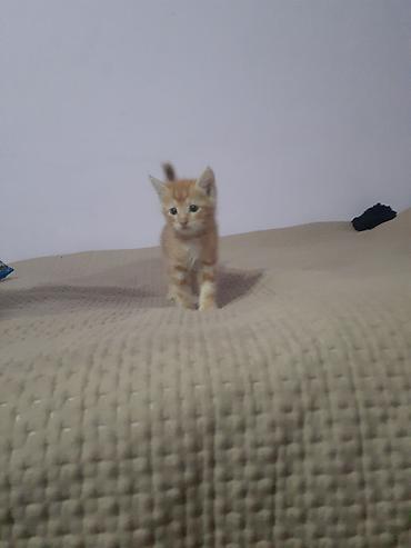 кеклик бишкек: Котята домашние, окрас: - рыжий табби (два котенка — классические — 1