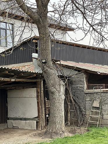 китайский леса: Отунга, мебелге жангак бак, 35 жылдык — 2