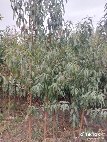 Tinglər: Xurma (persimmon) tingləri – torf komları ilə - Növ: şirin xurma — 10