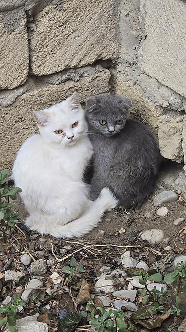 Pişiklər: Britan yastı qulaq, Dişi, Yaxşı əllərə — 2
