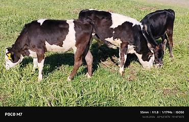 Коровы, быки: Продаю | Бык (самец) | Полукровка | На откорм — 8
