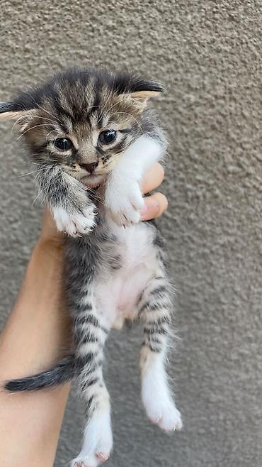 котики в оше: Отдам даром котят — 5