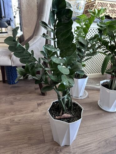 Замиокулькас (Долларовое дерево): Замиокулькас, также известный как долларовое дерево, представлен в — 8