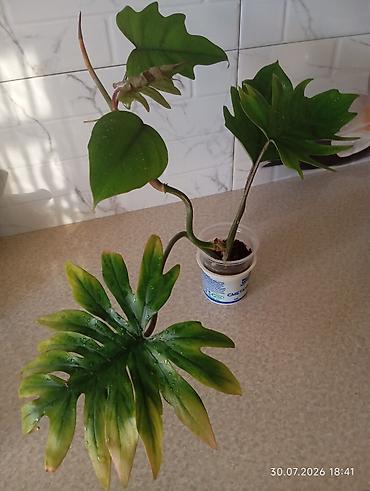 bitki guli: Yalnız real alıcılar şəxs yazsın!!! Filodendron bipinnatifidum — 3
