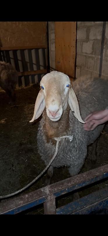 Баран, овца: Продаю | Баран (самец) | Арашан — 10