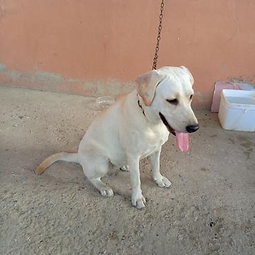 İtlər: Labrador-retriver, 11 ay, Dişi — 8