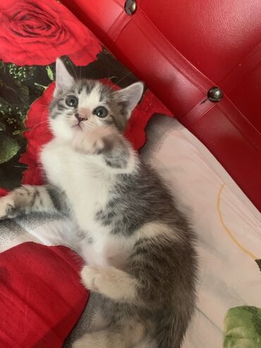 животные котенок: Скотиш Страйт (Шотландская прямоухая), 2 месяца, Мальчик, Биколор, Приучена к лотку