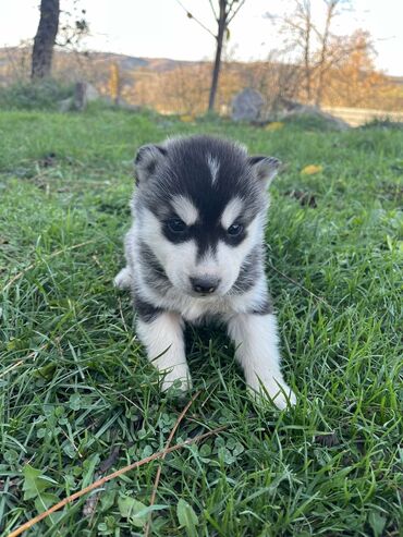 Psi: Sibirsky haski štenci - Leglo prelepih štenaca sibirskog haskija na lalafo.rs — 14 Psi: Sibirsky haski štenci - Leglo prelepih štenaca sibirskog haskija — 14