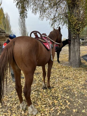мышык берем: Сатам | Жылкы (эркек) | Ат спорту