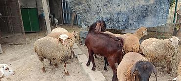 tovuz qusu səkilləri: Hələb keçi 🐐 7 aylıq — 3