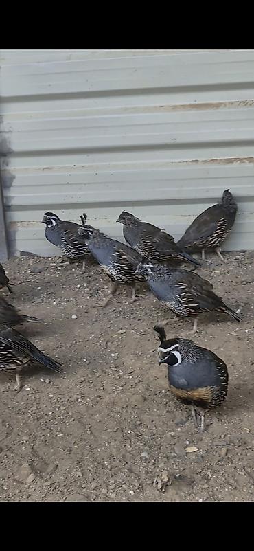 bulbul quşu haqqinda melumat: Kalifonia bildircini qiymet cutune aitdi bakiyada gonderirem vatsap — 3