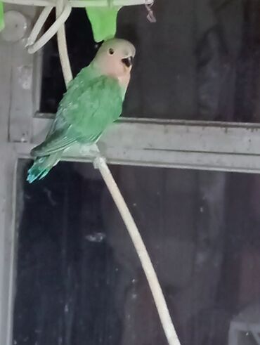 Tutuquşları: Bala veren cütler.Yuvaas bala al Tam sağlam quşlardı.Üiymət.topdan — 9