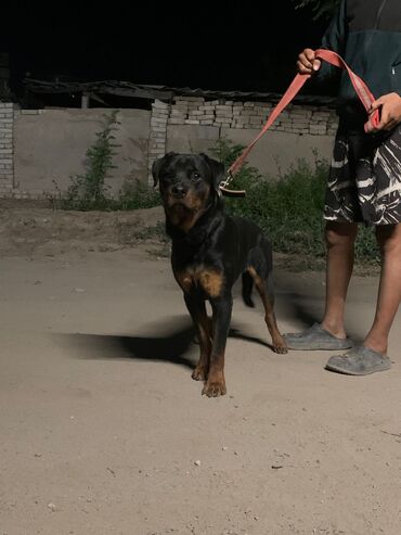 домик для собаки: Ротвейлер, 11 айлык, Эркек, Эмделген