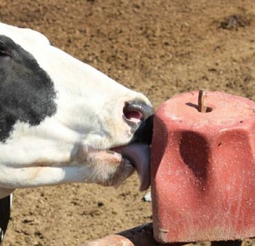 Qidalandırıcılar: Yem qabı, Yem üçün, Heyvanlar üçün, Rayonlara çatdırılma, Ünvandan götürmə, Ödənişli çatdırılma — 5
