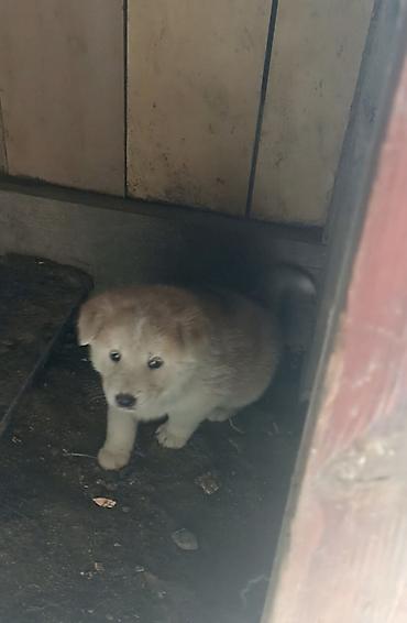 balaca cins itler: Akita-inu, 2 ay, Erkək, Peyvəndli, Ünvandan götürmə — 1