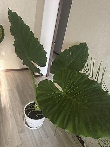 растение для аквариума: Алоказия крупнолистная (возможно Alocasia macrorrhiza, «слоновье ухо») — 2