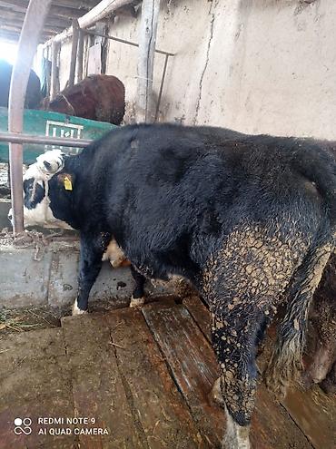 Коровы, быки: Продаю | Бык (самец) | Полукровка | На откорм | Племенные at lalafo.kg — 5 Коровы, быки: Продаю | Бык (самец) | Полукровка | На откорм | Племенные — 5