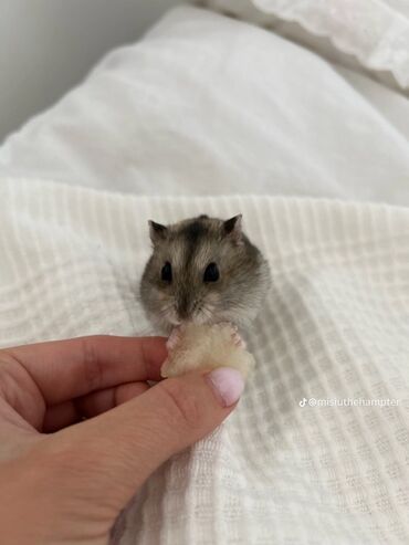 Рыбы: Salam dəyərli İzləyici ☺️ balaca 1 aylıq topbuş dişi robovski hamster