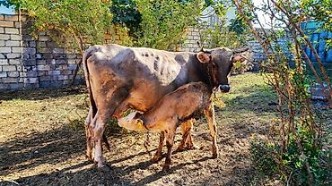 hinduşka əti qiyməti: Dişi, il: 5, Südlük — 4