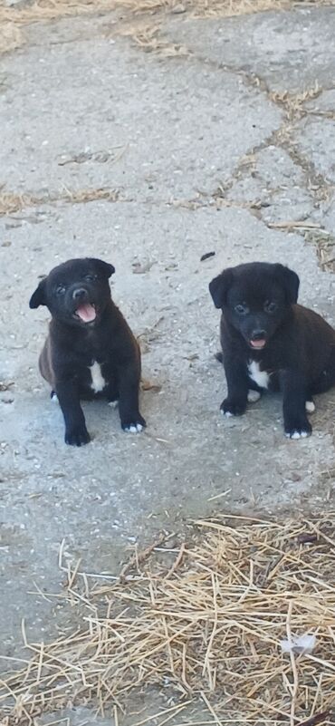 pitbul satisi: 1 ay, Dişi