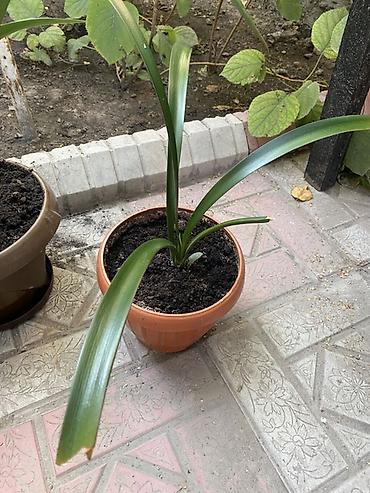 времени: Кливия (Clivia) в горшках - Комнатное декоративно-лиственное растение — 1