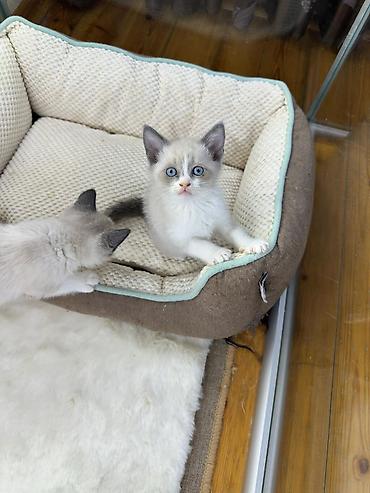 Pişiklər: Siam — 9