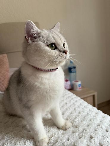 tigar mačka: Odgajivačnica Britluxe ima tri dostupne devojčice rase britanska — 4