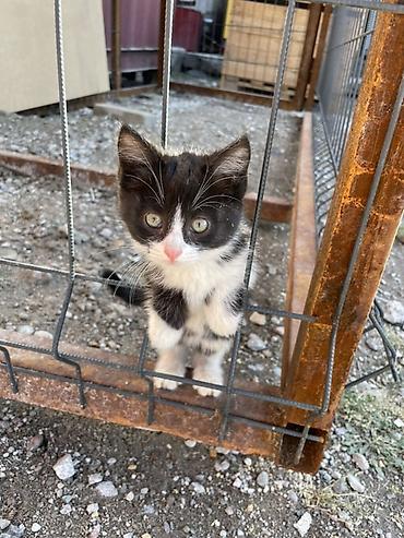 Продажа кошек: Котята домашних окрасов - Возраст: ориентировочно 1,5–2 месяца (по — 2