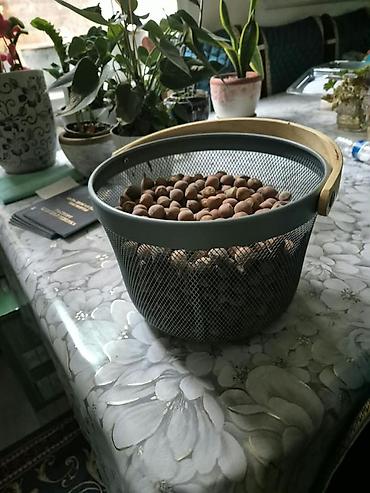 куплю яблоки оптом: Фундук (лесной орех) в скорлупе + саженцы войлочной вишни Описание: - — 2