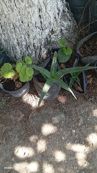алоэ вера купить: Aloe vera şitilləri - Qara polietilen torbalarda köklənmiş aloe vera — 1