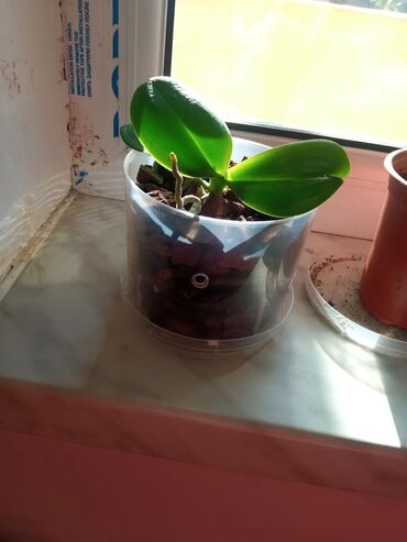 Otaq bitkiləri: Orxideya qehveyi ciçek açir. sağlamdır qeşengdir — 5