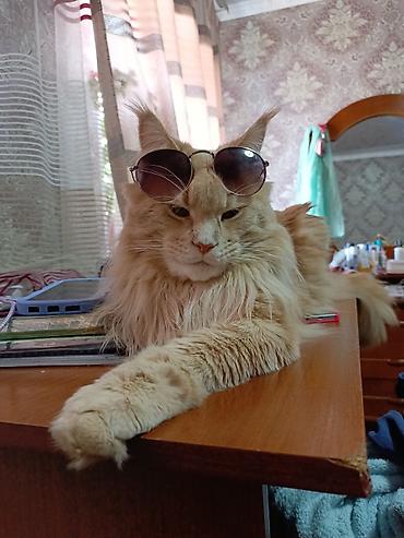мейн кун кошка цена: Котята домашние, родились 19.06.2026. отец чистокровный Мейкун. Мать — 4