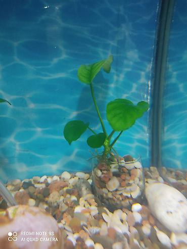 Аквариумы: Водоросли живые: Анубиас Бартера, нана ( цветут белыми и розовыми — 21