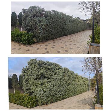 Ağaclar: Dejarativ 🌲 larin budanmasi həmsə yasil vitkilərin budanmasi kim — 9