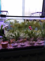 рыбы ош: Продаю аквариум на 50 литров, полный комплект+ рыбки также зелённые