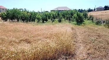 binede torpaq kupcali: 12 sot, Tikinti, Mülkiyyətçi, Kupça (Çıxarış) — 1