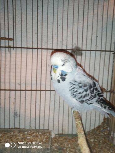 Digər quşlar: Çex cütler satılır papuqaylar təmiz qan vıstıvıcnıy vıstıvka sərgi — 23