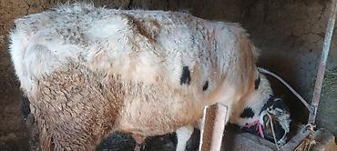 Коровы, быки: Продаю | Бык (самец) | На откорм | Привязанные — 7