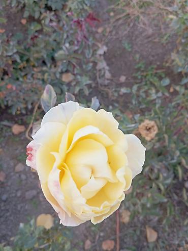 Другие садовые цветы и кустарники: Саженцы садовых роз и хризантем - Розы чайно-гибридные/флорибунда — 16