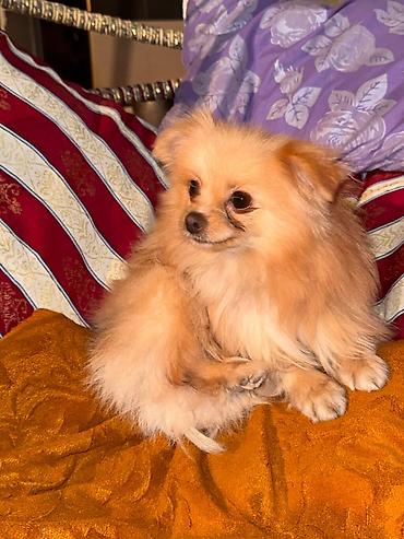 İtlər: Şpitz — 7