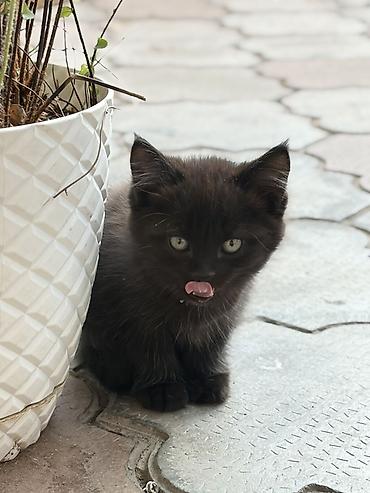 черные котята: Мальчик — 1
