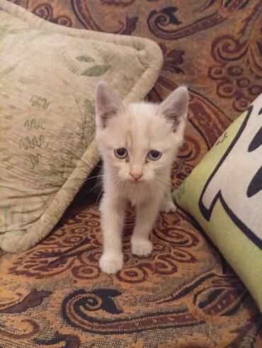 рыжий вислоухий котенок купить: Беспородная, 2 месяца, Мальчик, Рыжий