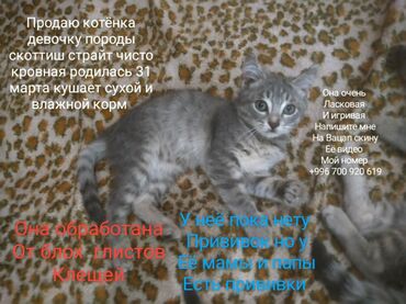 продам домик для кошки: Скотиш Страйт (Шотландиялык тик кулактуу), 2 айлык, Ургаачы, Лотокко барууга үйрөтүлгөн, Курттардан тазаланган