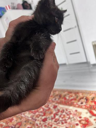 коротколапые котята: Черный котенок - Окрас: сплошной черный, мягкая пушистая шерстка — 3